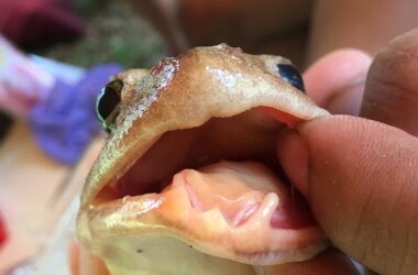 Giant Luzon Fanged Frog