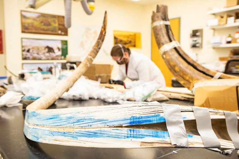 Installation d'isotopes stables en Alaska de Split Mammoth Tusk