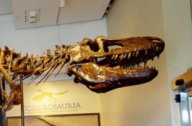 La reconstruction des casse-têtes de tyrannosaures montre plus de variations qu'on ne le pensait auparavant