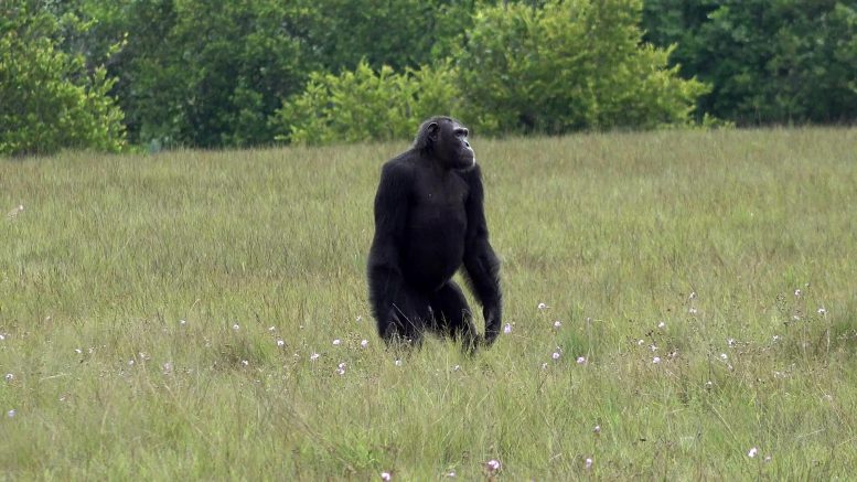 Chimpanzé mâle adulte