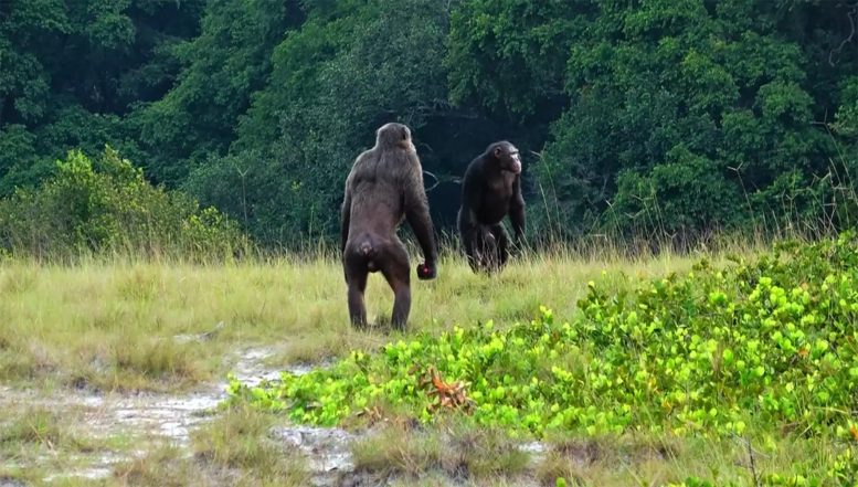 Projet Loango Chimpanzé au Gabon