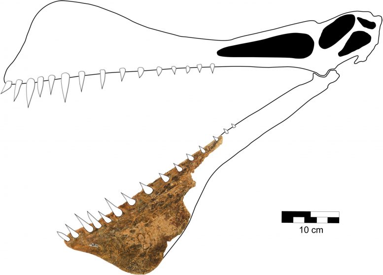 Thapunngaka shawi Crâne
