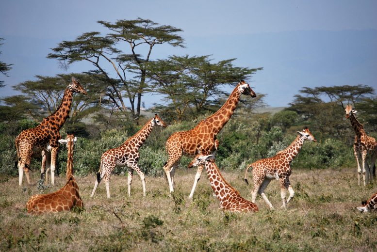 Girafes en groupe