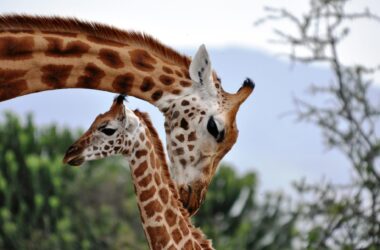 Preuve que les girafes sont une espèce hautement socialement complexe – aussi socialement sophistiquée que les éléphants