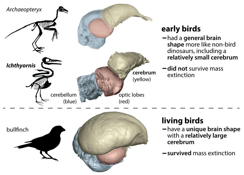Comparaison du cerveau des oiseaux