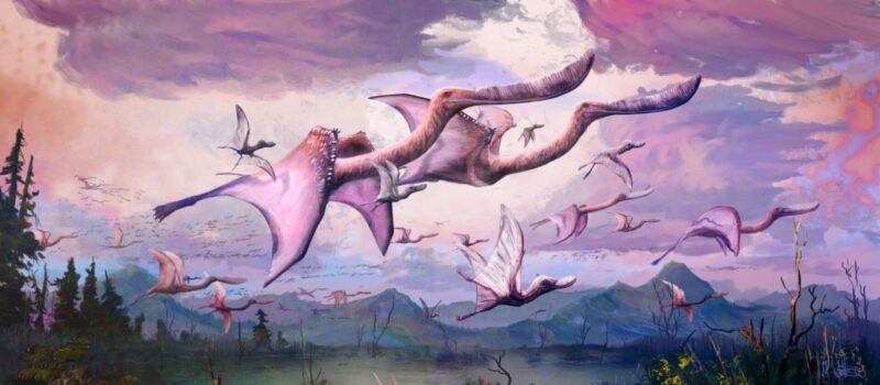 Agile Fliers: les ptérosaures nouvellement éclos ont peut-être été capables de voler