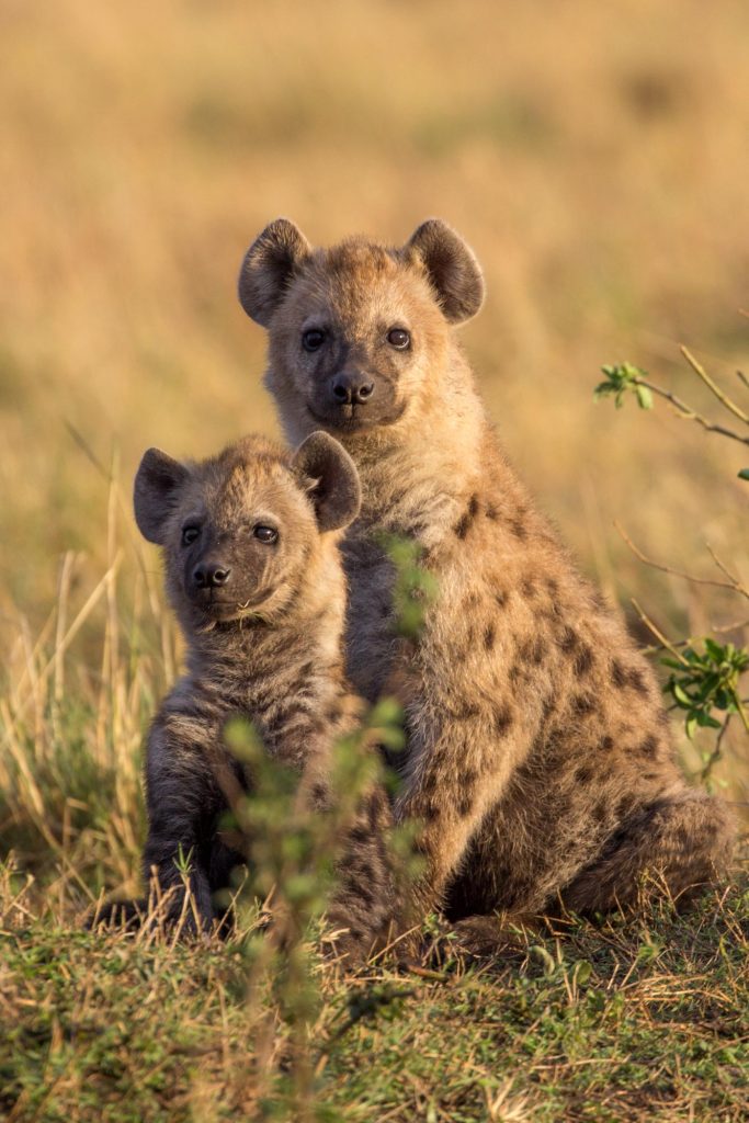 Hyène mère et son petit