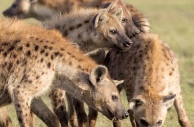 Hyena Moms Pass Their Networks to Their Kids