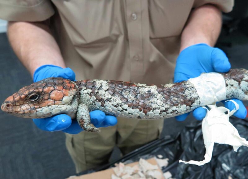 Arrêter le commerce illégal de reptiles australiens
