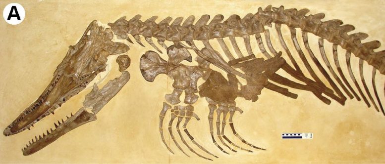 Mosasaure Ectenosaurus clidastoides