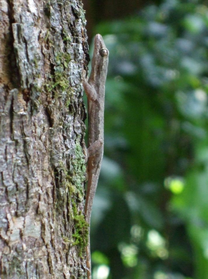 Gecko après avoir atterri sur un tronc d'arbre