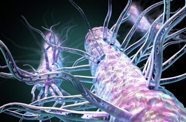 Les poils bactériens cachés alimentent le « réseau électrique » de la nature – un réseau mondial de nanofils générés par des bactéries
