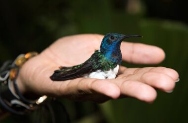 Les femelles colibris ont l'air aussi voyantes que les mâles pour éviter le harcèlement