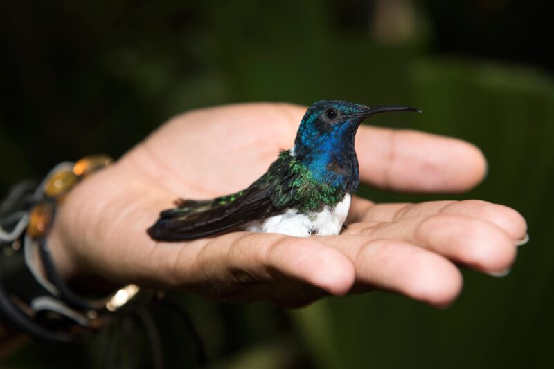 Les femelles colibris ont l'air aussi voyantes que les mâles pour éviter le harcèlement