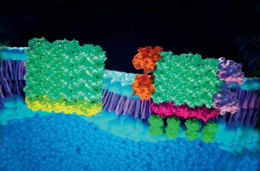 Membrane Bound Receptors Reactive to Light