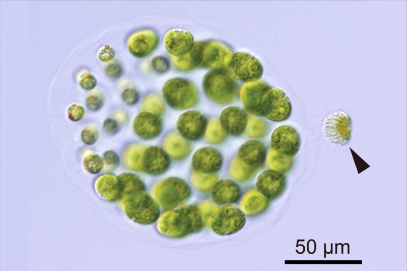 Espèces d'algues à trois sexes identifiées dans la rivière japonaise