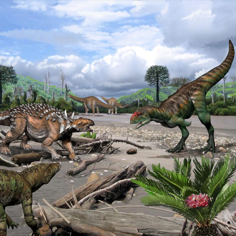 Diversité surprenante des reptiles du Crétacé sur le site fossilifère d'Argentine - révélée par la découverte de dents anciennes