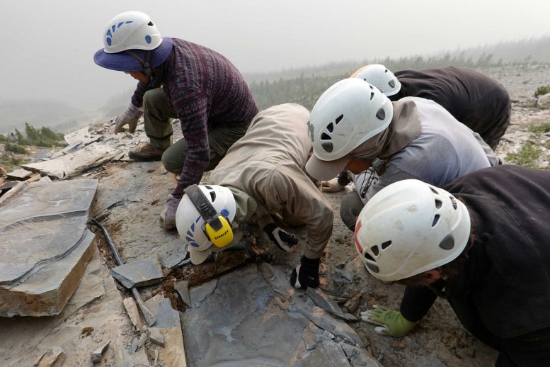 L'équipe de terrain du ROM extrait une dalle fossile