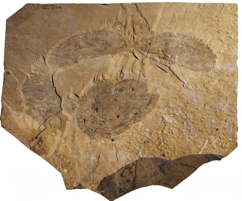 Titanokorys gainesi Holotype Fossile