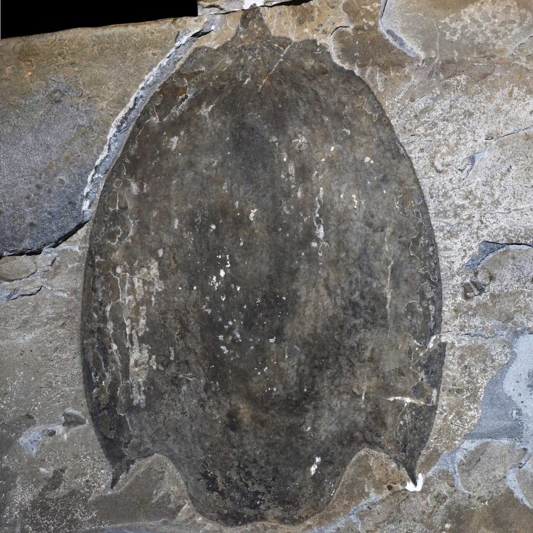 Titanokorys gainesi carapace Fossile