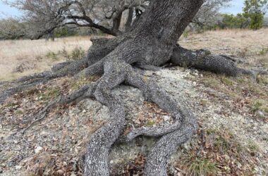 Oak Tree Rooting Into Bedrock