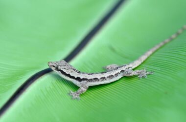 Avantage d'avoir une cinquième jambe : les geckos glissent, s'écrasent, mais ne tombent pas