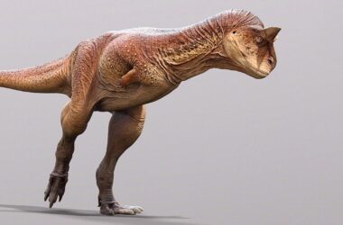 Les paléontologues reconstruisent l'un des dinosaures carnivores les plus étranges jamais découverts