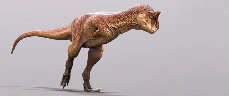 Les paléontologues reconstruisent l'un des dinosaures carnivores les plus étranges jamais découverts
