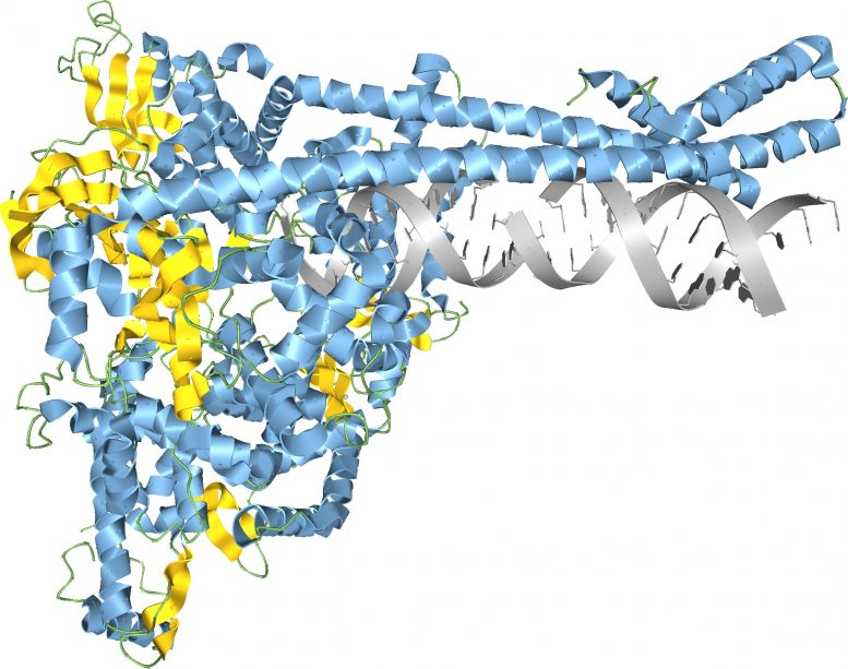 Compex de synthèse d'ARN du SRAS-CoV-2