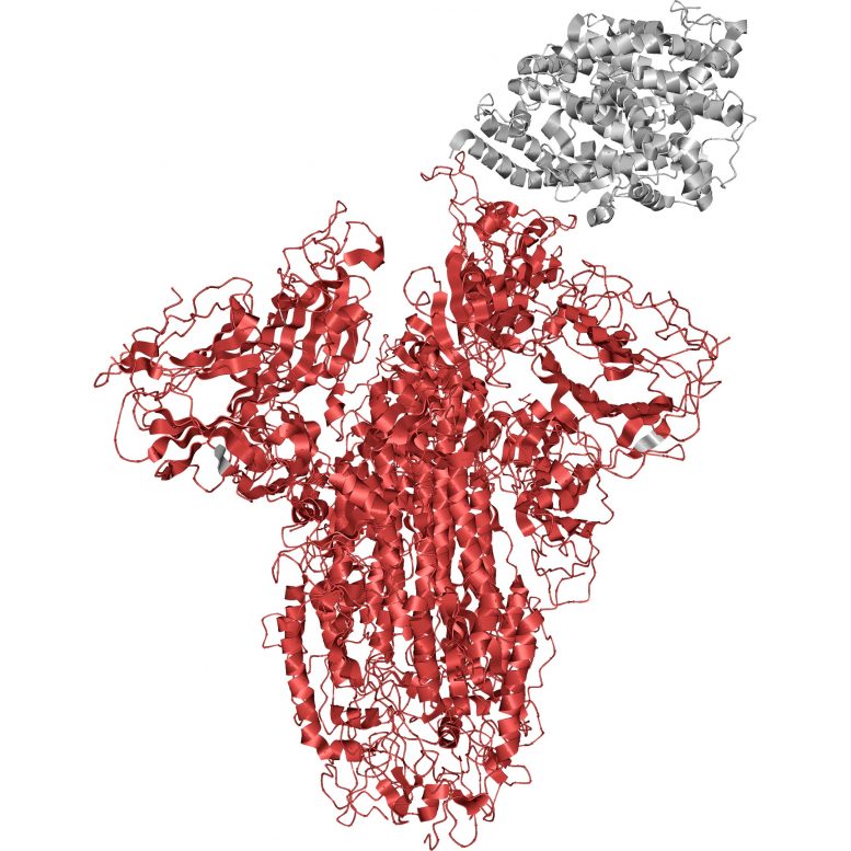 Glycoprotéine de pointe SARS-CoV-2