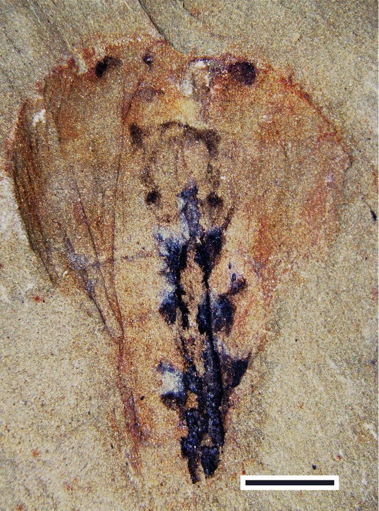 Cerveau de Leanchoilia fossilisé