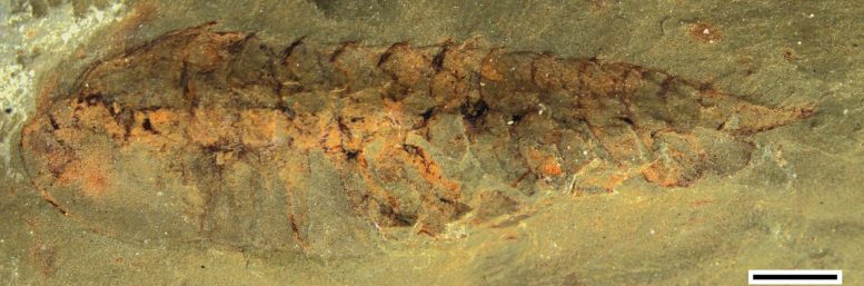 Fossile de Leanchoilia