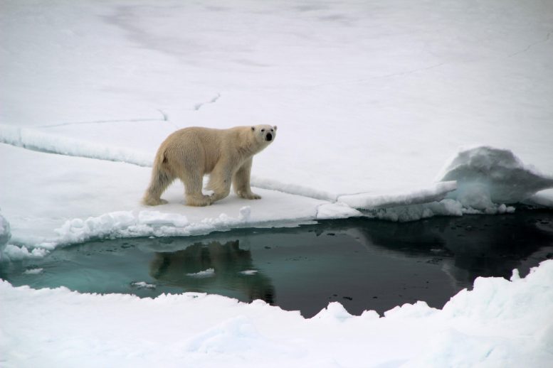 Ours polaire près du Groenland