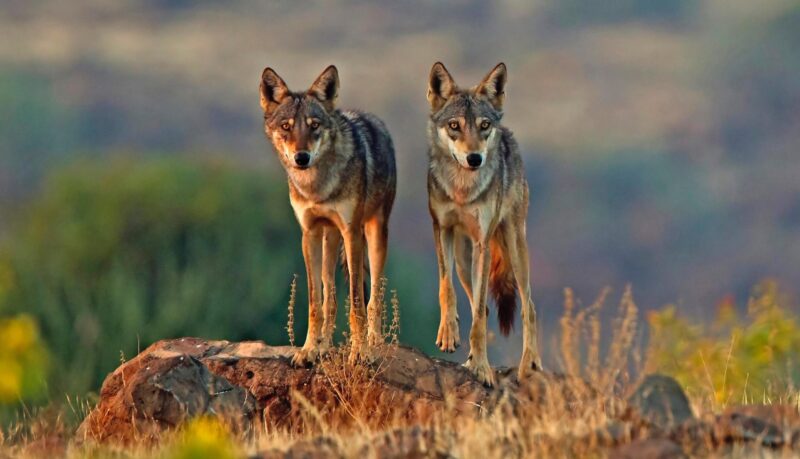 Une lignée ancienne : le loup indien parmi les loups les plus menacés et les plus distincts au monde