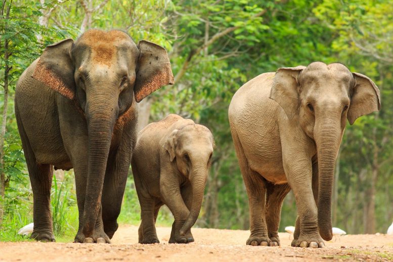 Famille d'éléphants d'Asie