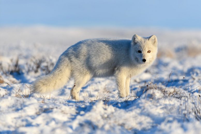 Toundra sibérienne du renard arctique