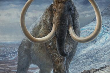 Adult Male Woolly Mammoth Illustration