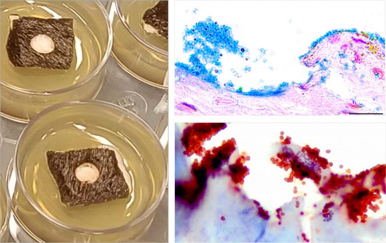 Modèle d'explant de biofilm de peau équin Ex Vivo