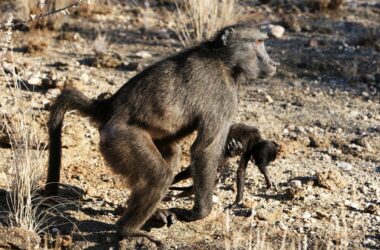 Les mères primates portent parfois leurs bébés morts avec elles pendant des mois – voici pourquoi