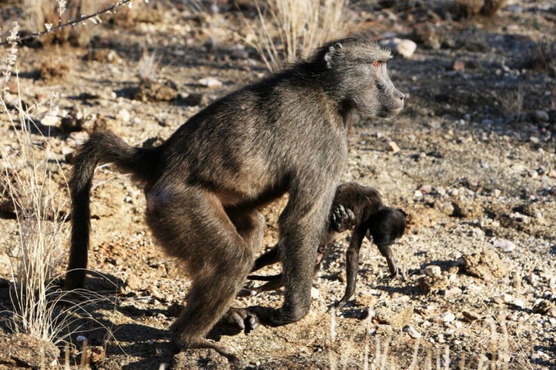Les mères primates portent parfois leurs bébés morts avec elles pendant des mois – voici pourquoi
