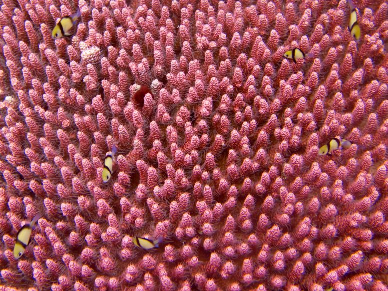 Corail rose