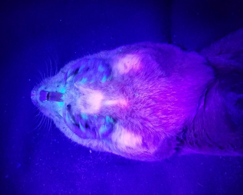Pocket Gopher illuminé avec une lumière UV