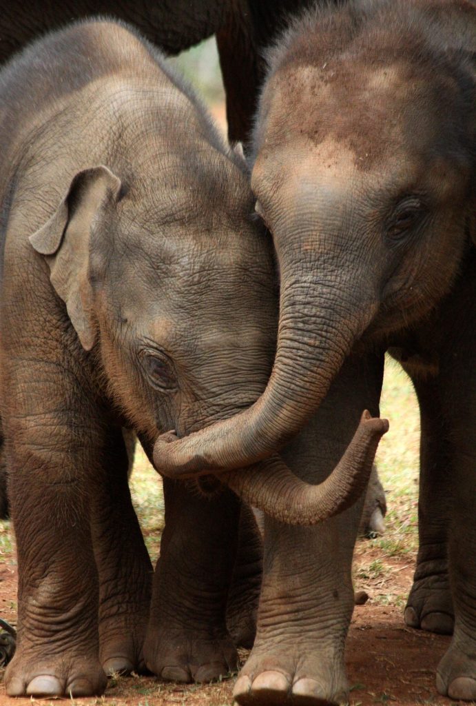 Frères et sœurs d'éléphants d'Asie