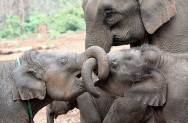 Les éléphants profitent d'avoir des frères et sœurs plus âgés – en particulier des sœurs