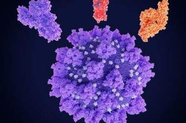 Coronavirus SARS CoV 2 Protein Drug Targets