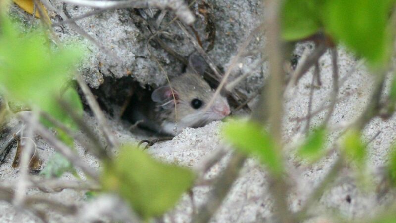Les souris de Burrowing Beach cherchent un abri au Kennedy Space Center de la NASA