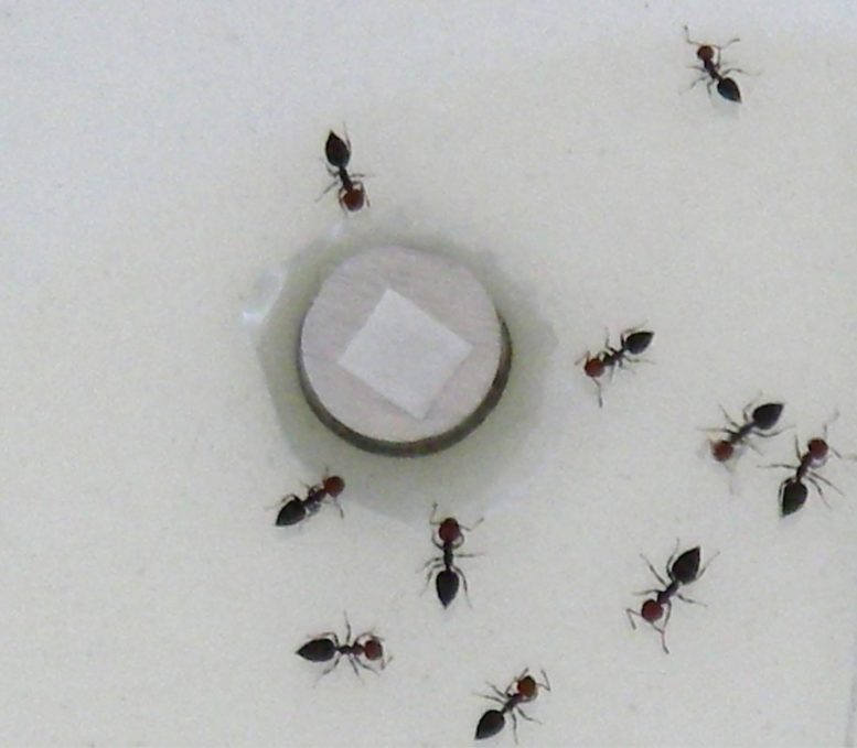 Testez les fourmis pour la réplétion volatile
