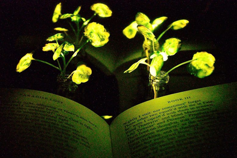 Les ingénieurs créent des plantes qui brillent