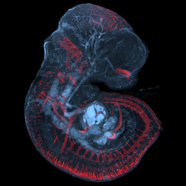 Fœtus de souris avec expression initiale Opsin3