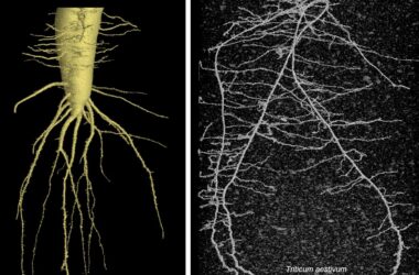 Radish and Wheat Root Direct Imaging